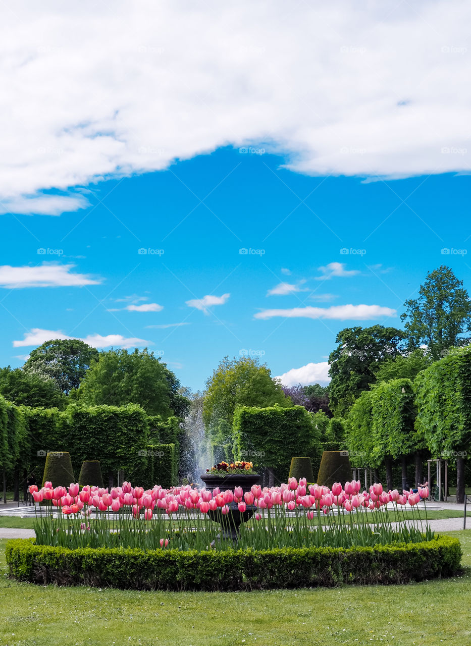 Pink tulips in the garden