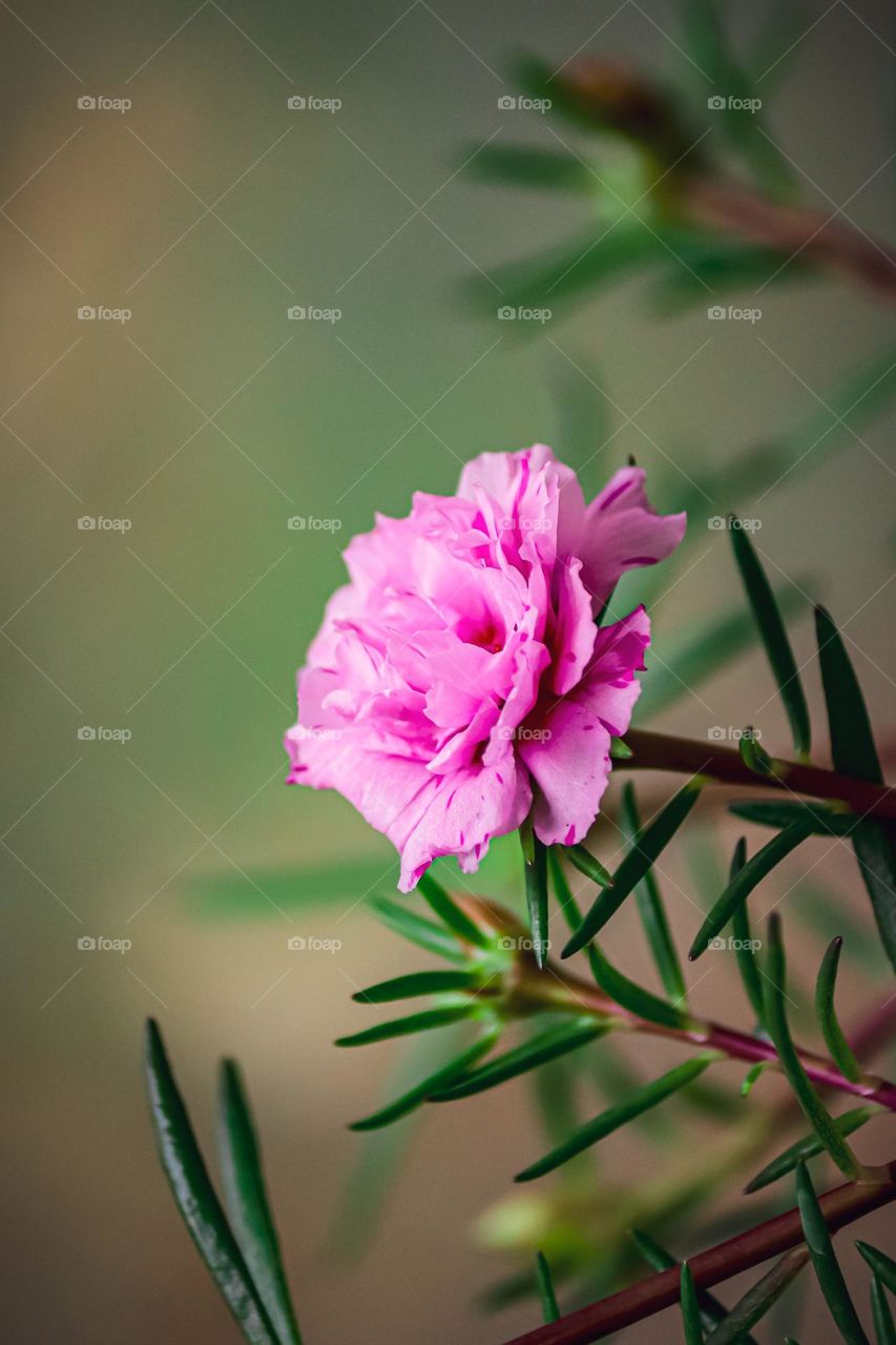 Blooming tiny pink flower in macro view and blurry background 