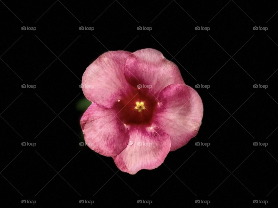 Floral photography - Allamanda - Petals shapes- Rain drop - Color 