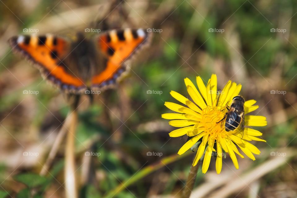 Spring flowers, butterfly and bee