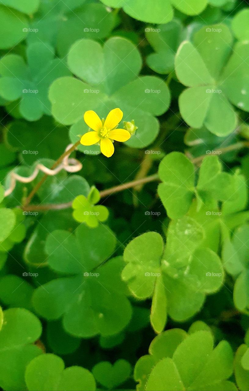 beautiful yellow flower of clovers, greenish bush