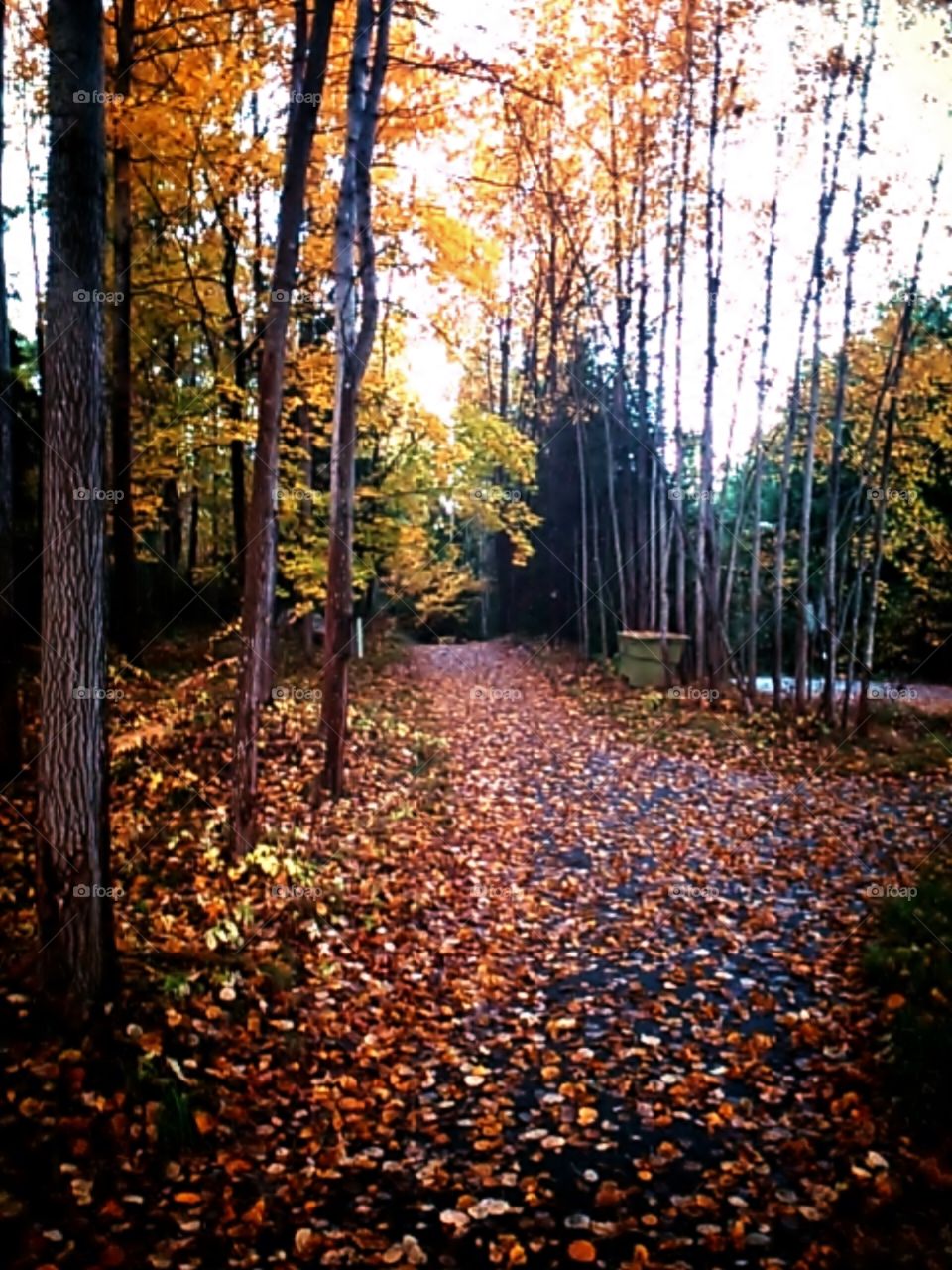autumn path 