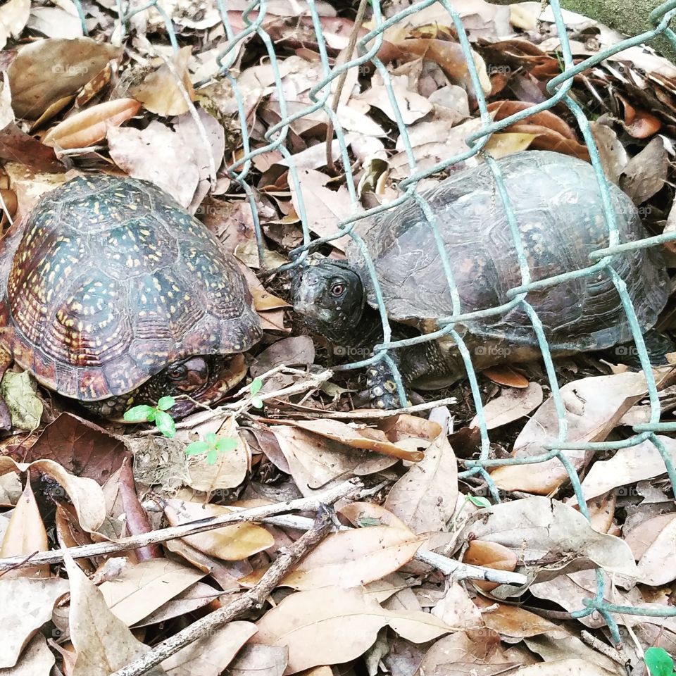 Turtle friends