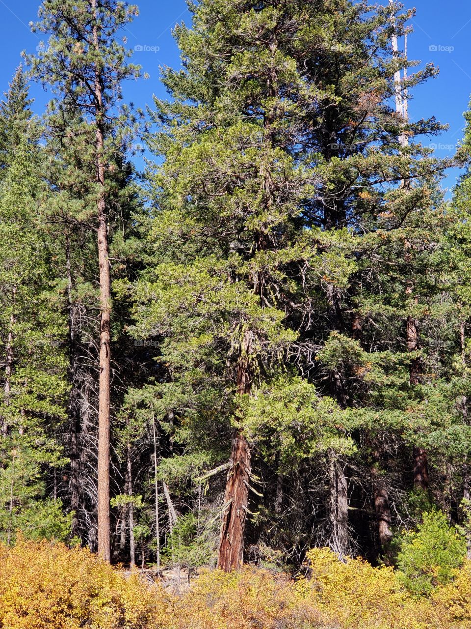 Stunning fall colors on the riverbanks of the Metolius River at Wizard Falls in Central Oregon on a sunny autumn morning. 