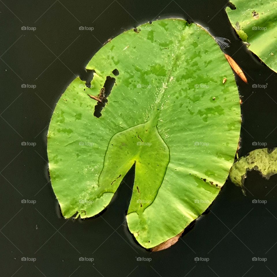 The water lily is a family of flowering plants. They are water plants: the flowers and leaves float on the water.
