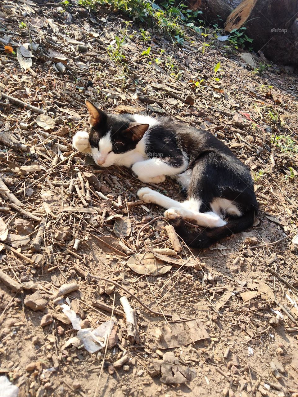 This cat is sleeping soundly.