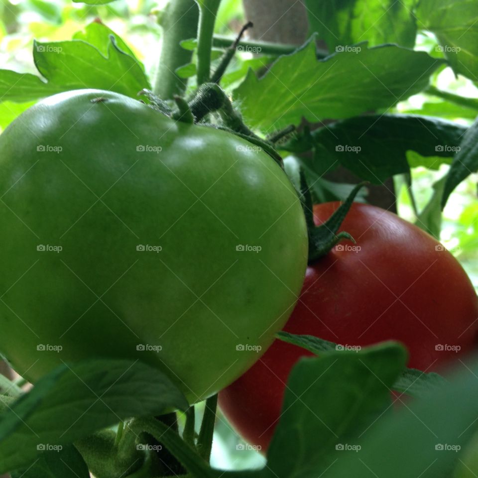 Tomatoes ripening in the summer sun on the deck