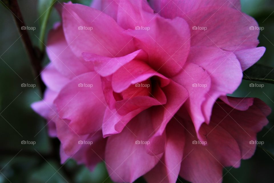 pink flower- layered petals.