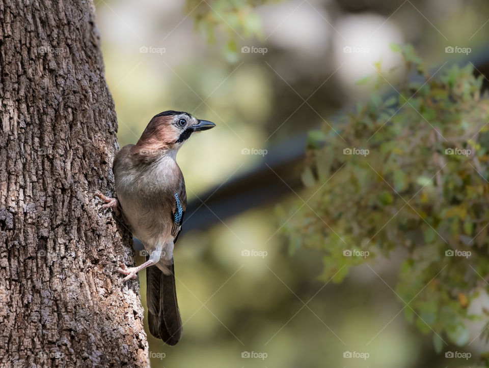 A beautiful bird standing on the tree stump