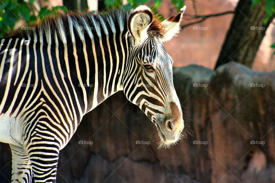 Grevy Zebra