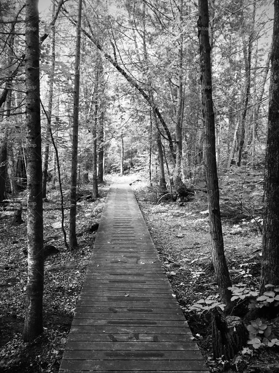 Enchanted Forest, B&W…