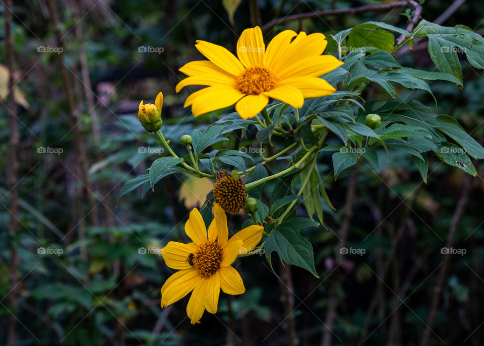Mexican sunflower weed (Tithonia diversifolia)