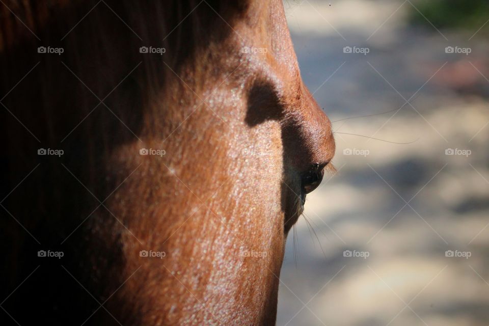 Horse eye