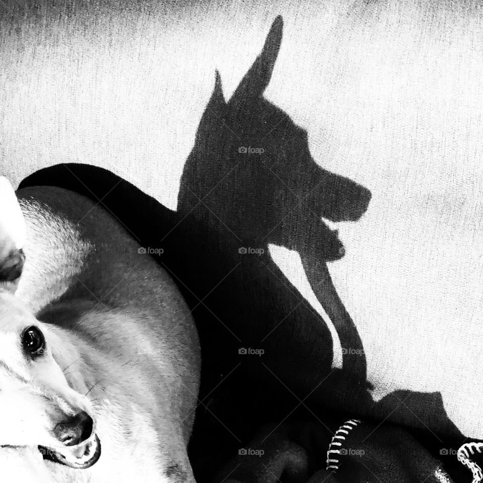 Dog shadow