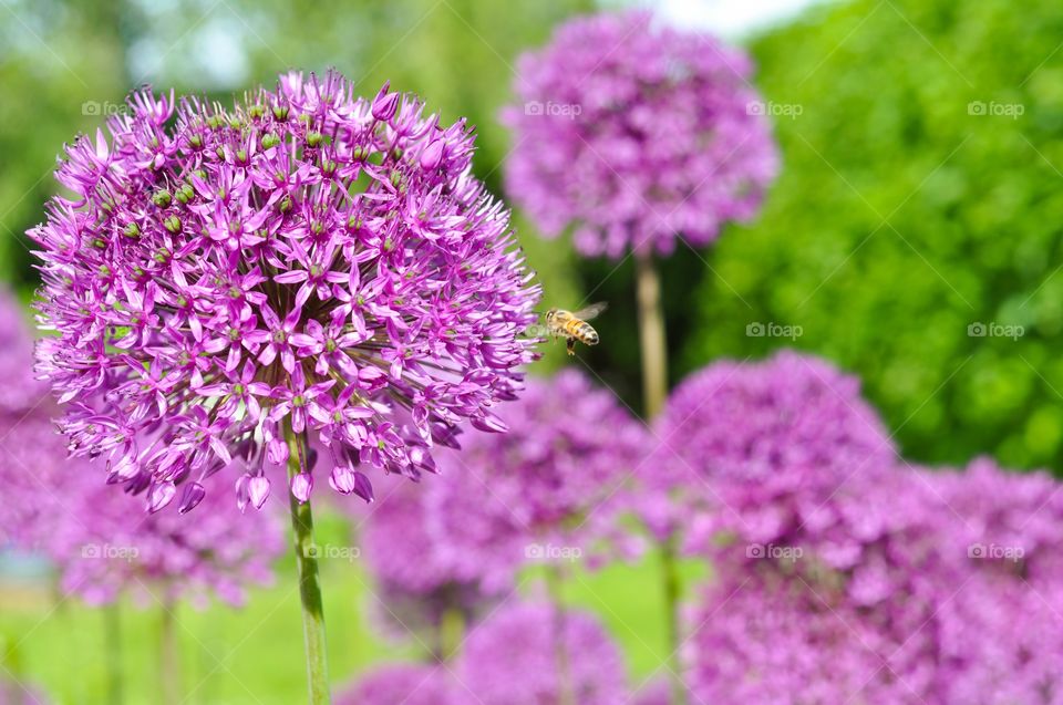 Bee flying toward flower