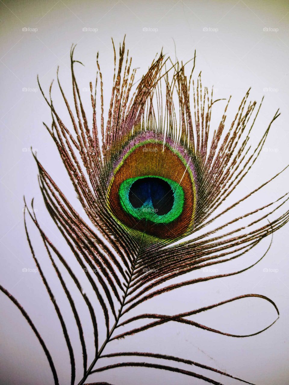 a beautiful peacock feather