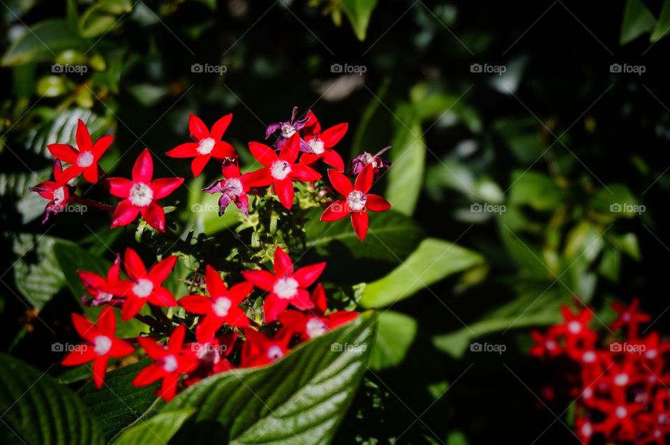 Macro Red Flowers