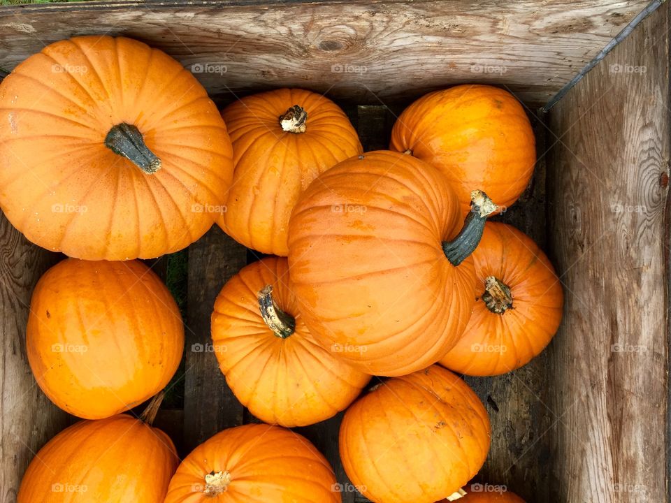 High angle view of halloween pumpkins