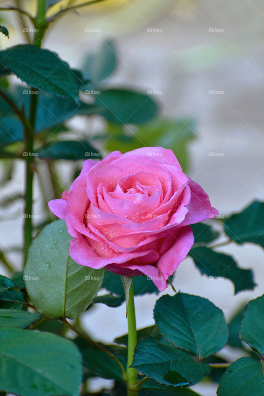 Pink rose in the garden.