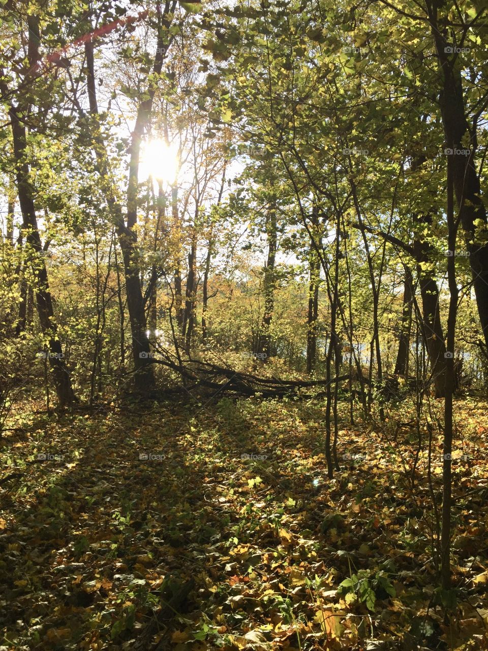 Sunny day in September. Autumn forest at the time of leaf fall.
