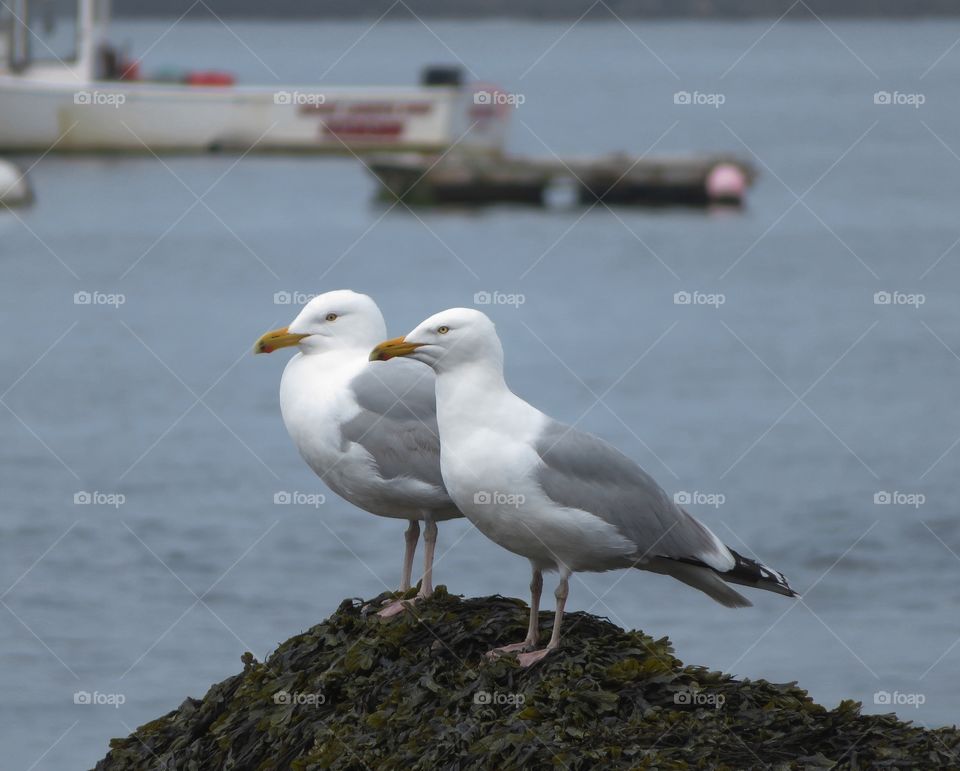 Seagulls Maine 