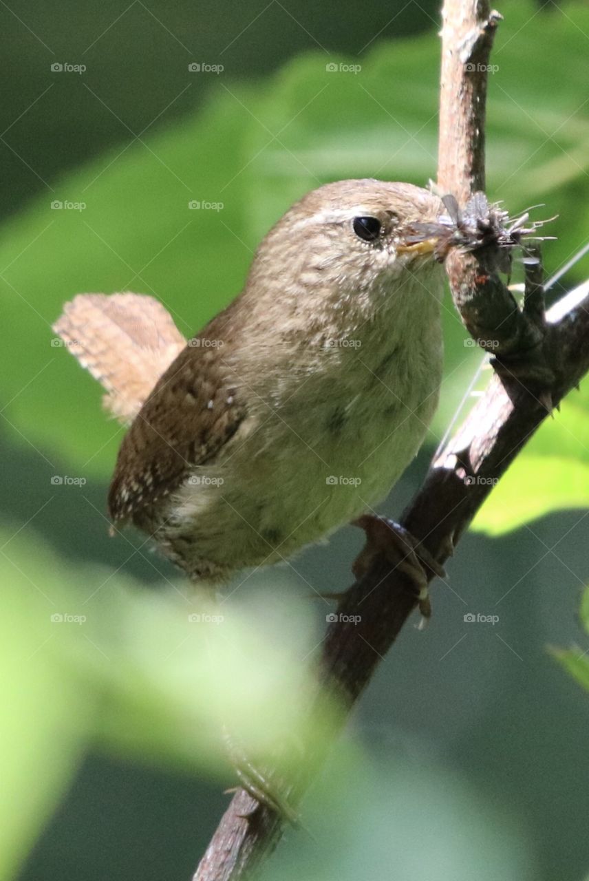 Wren