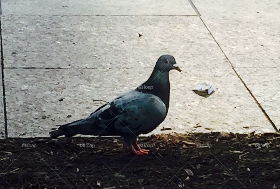 Pigeon in the Park