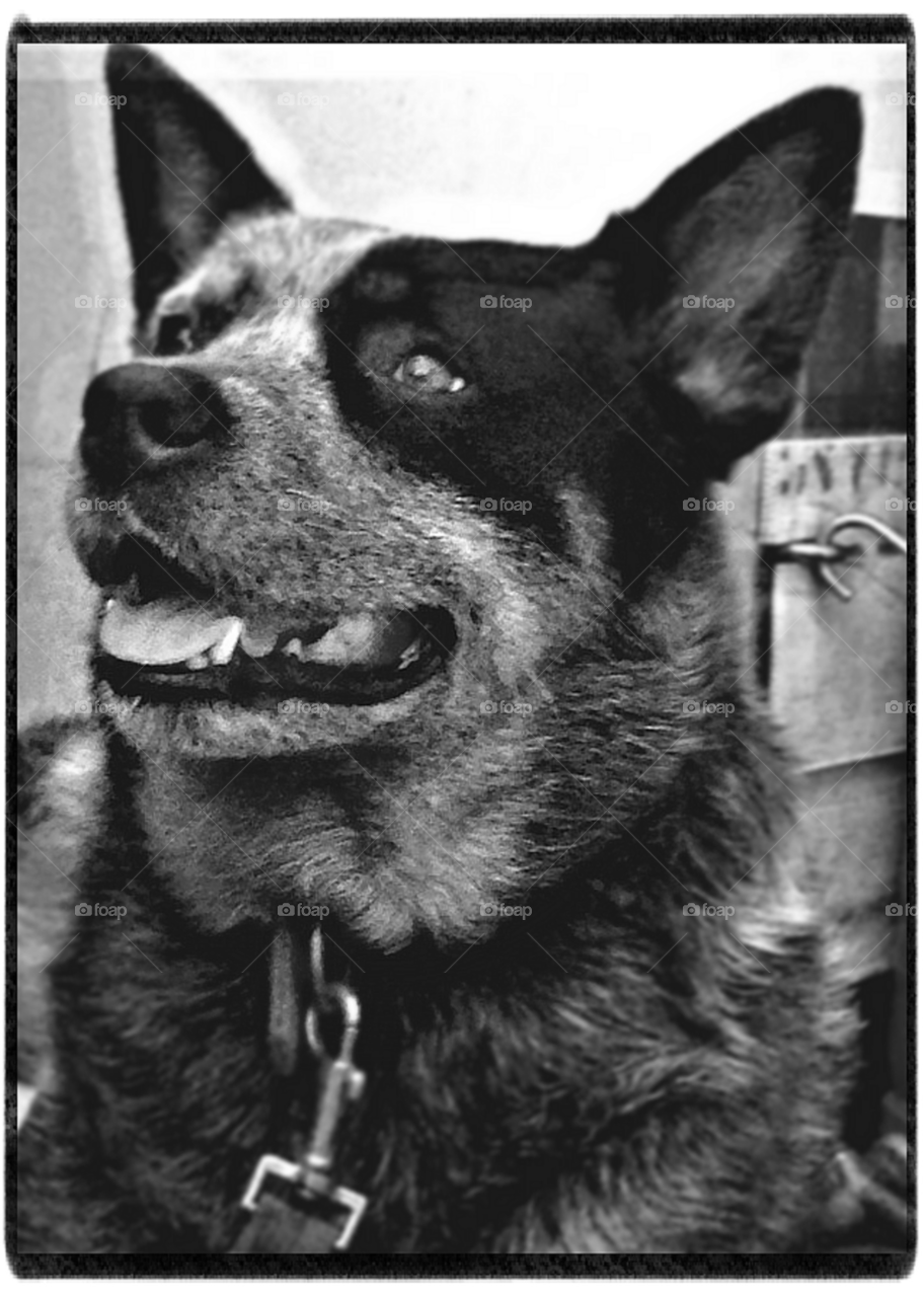 patch happy dog animal by clandra