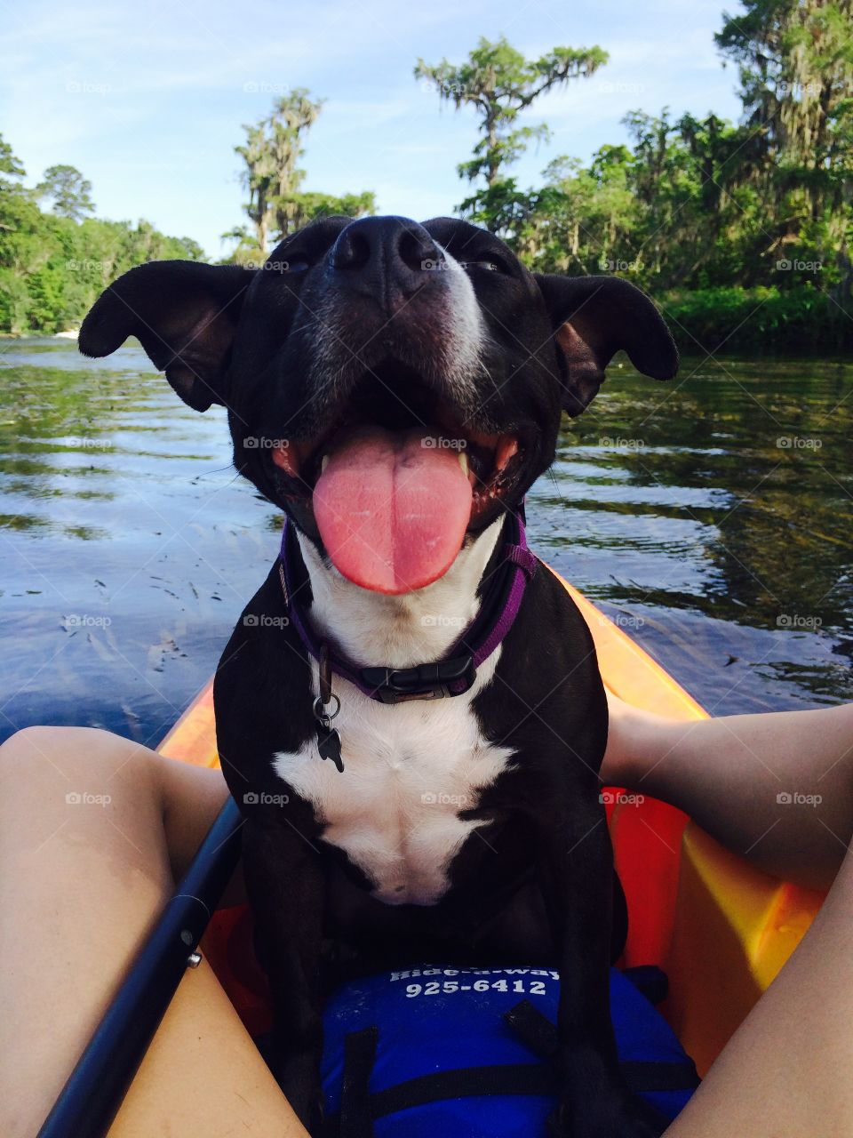 Pitbull on kayak