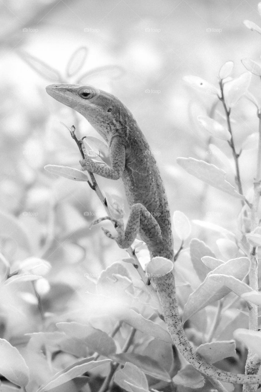 A black and white infrared filter of a Carolina anole clinging to a twig sprouting from the bushes at Yates Mill County Park in Raleigh North Carolina. 