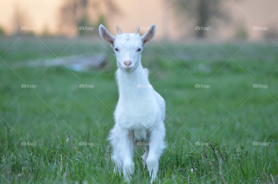 Close-up of goat looking at camera