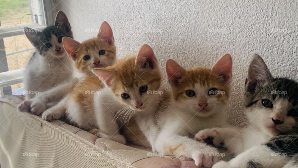 Kittens