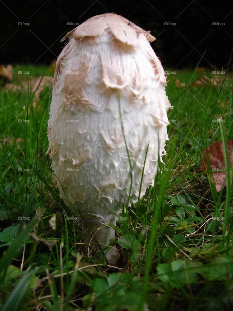 Shaggy Ink Cap