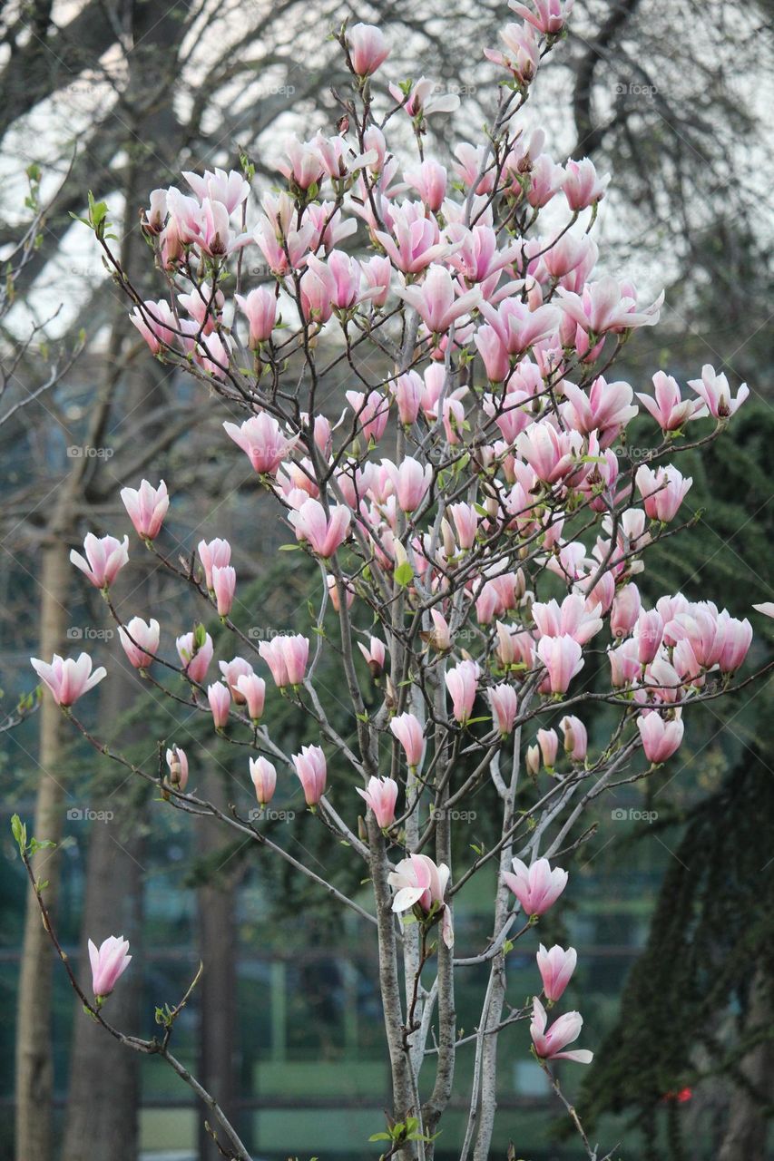 Magnolia flowers