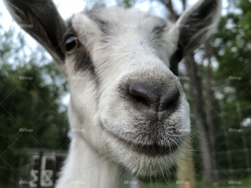 We brought home our new baby goat, Piper, today and she is adorable! A very happy girl, and quite ready for her close-up.