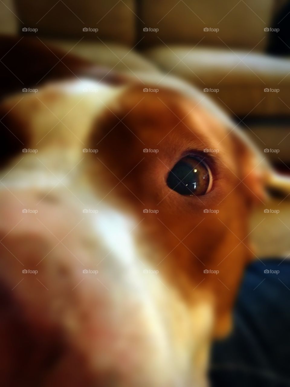 Close up of beautiful rescue dog 