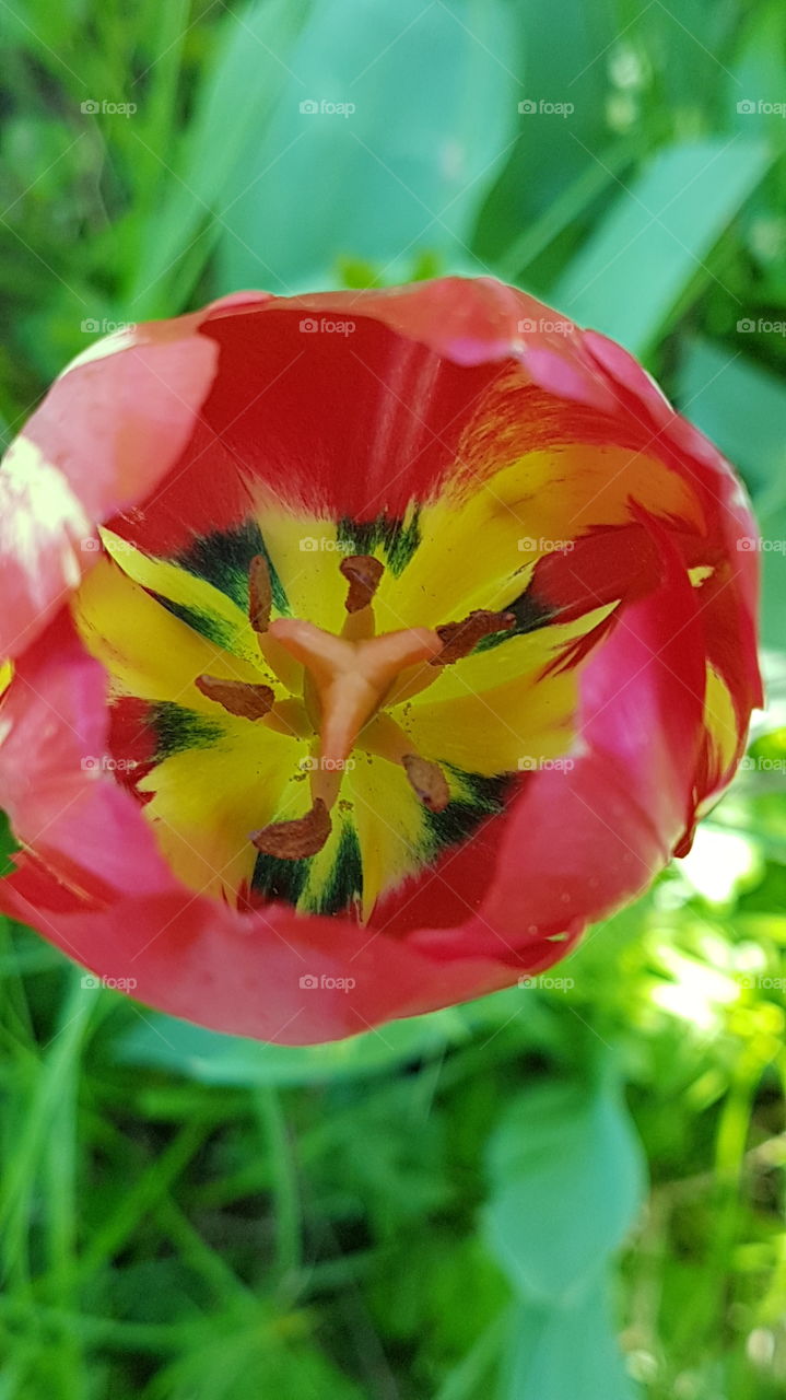 red and yellow tulip swirl