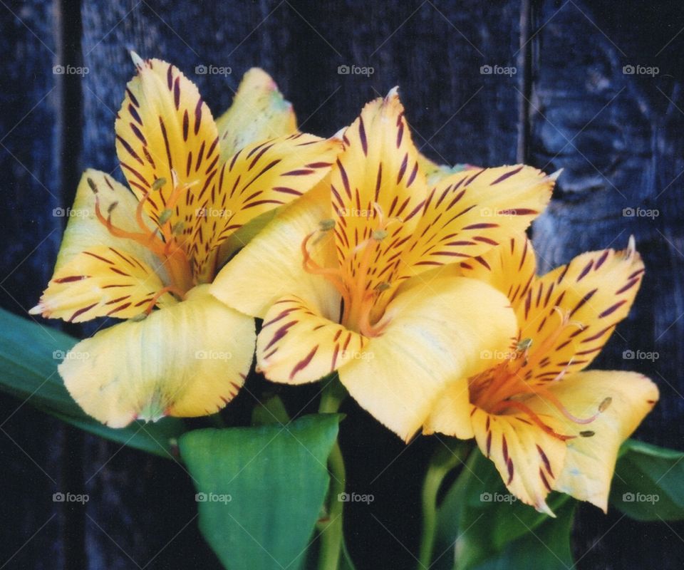 Tiger Lilies