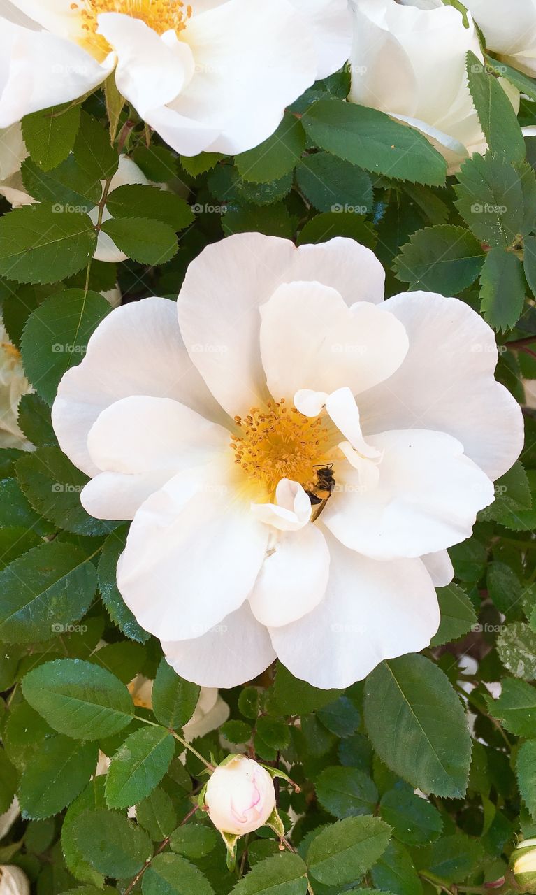 Hard working mister Bee on white petal ♥️