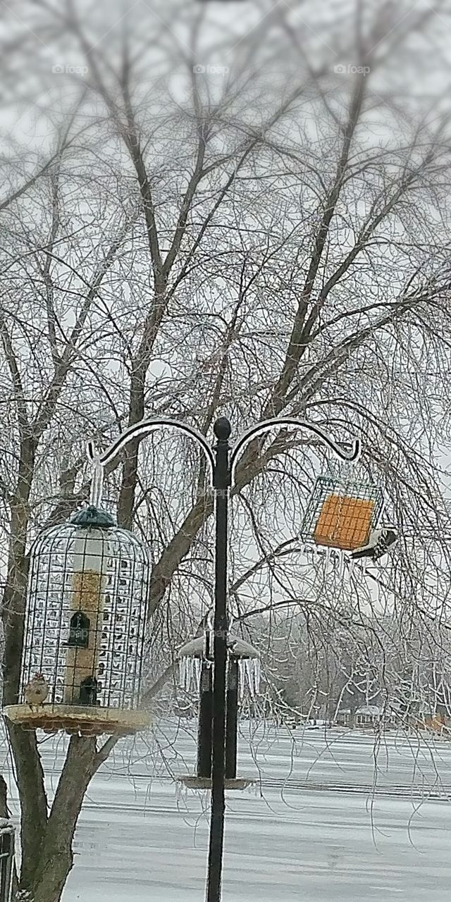 Frozen Bird Feeders