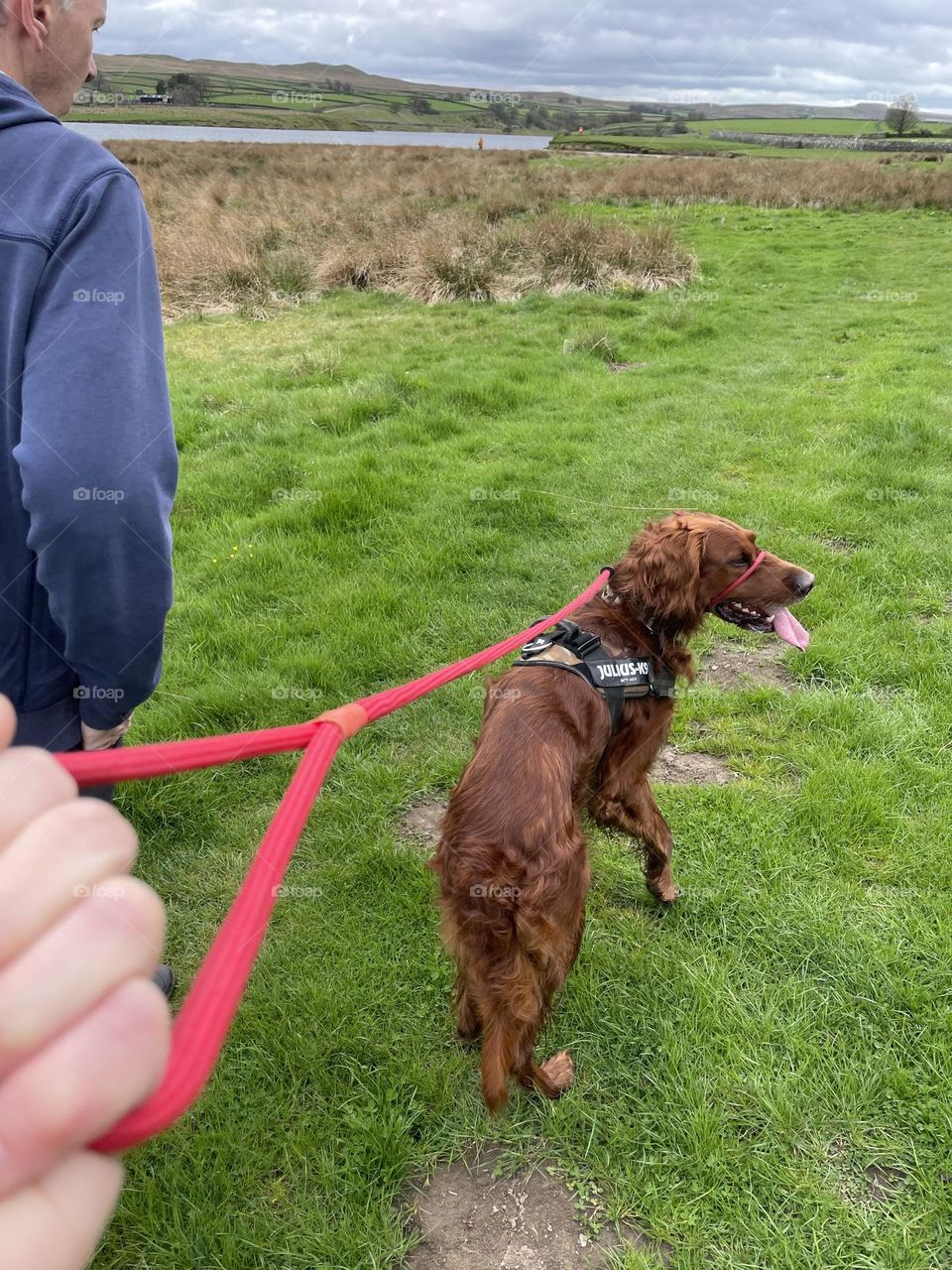 Quinn on his anti pull lead heading off on a walk around a reservoir 