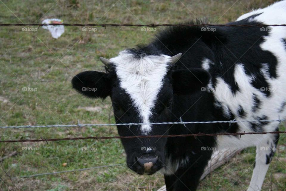 Calf standing by a barbed wire fence.