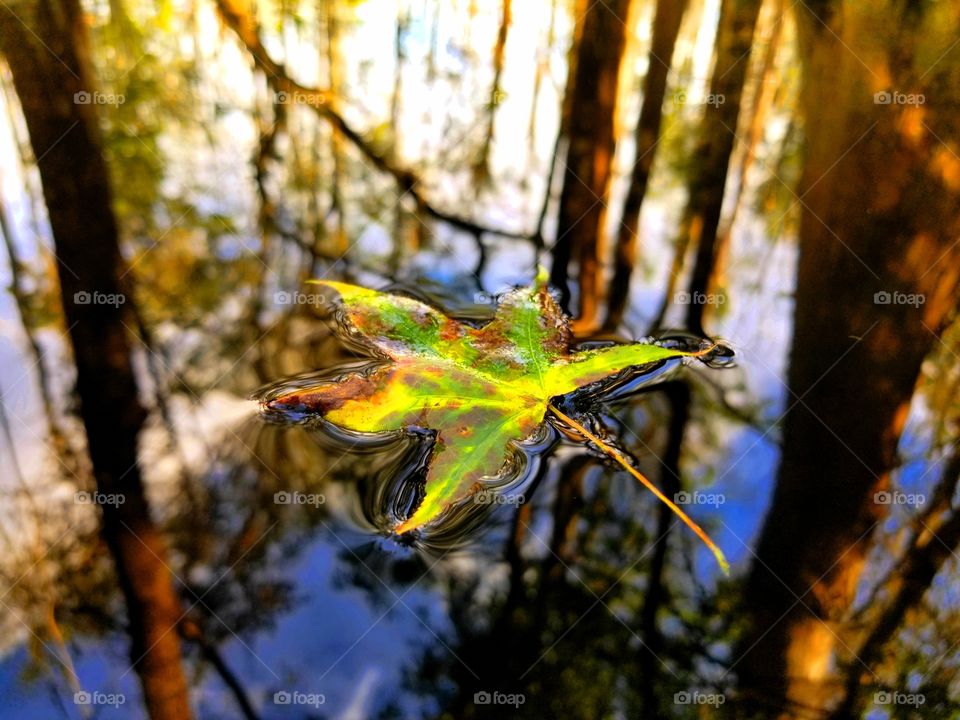 swamp gum