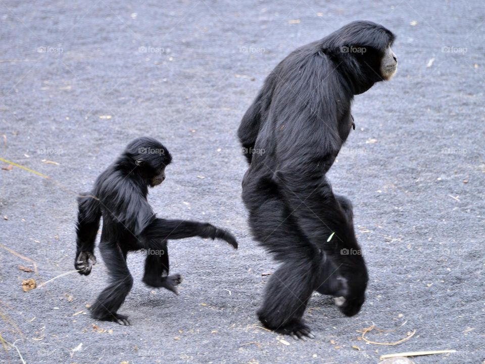 gibbons,  mother and son,  walking