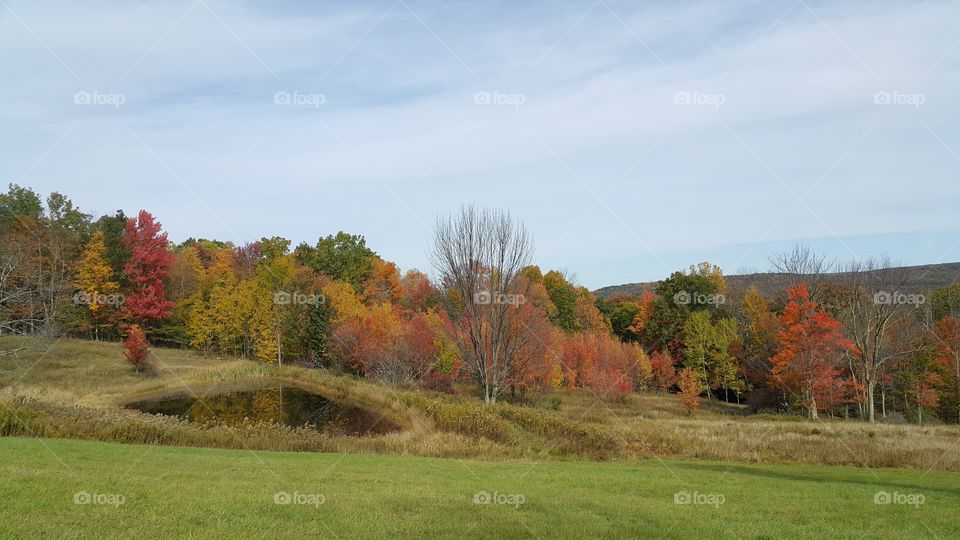 A brightly colored autumn hillside.