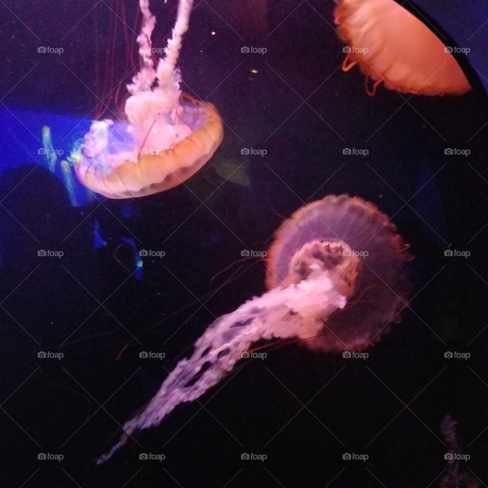 fire jellyfish