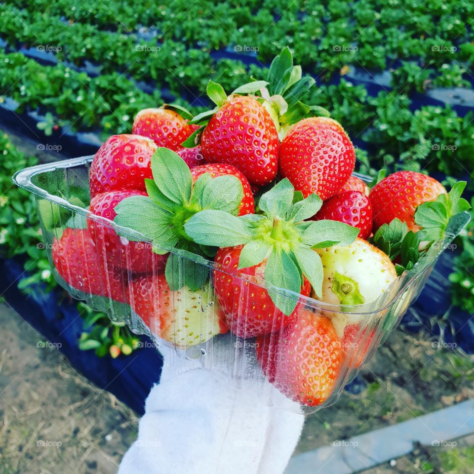 container full of strawberries, outside strawberry farm.