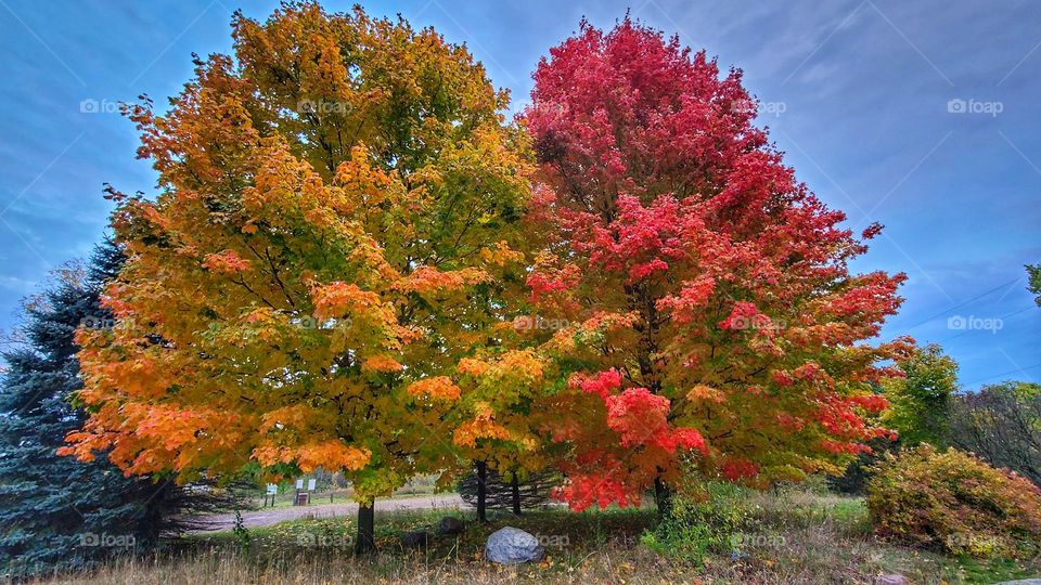 sibling trees 🌳 🌳