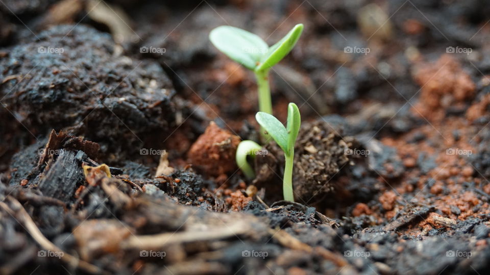 Sapling- seeds giving birth to plants