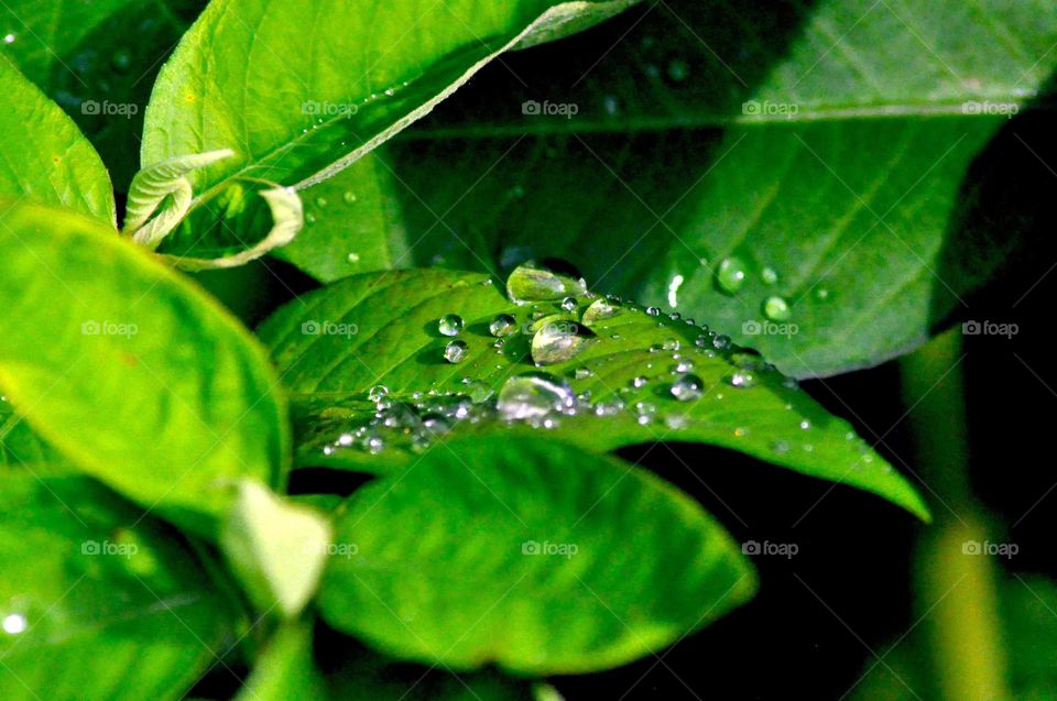 --On the green leaf....